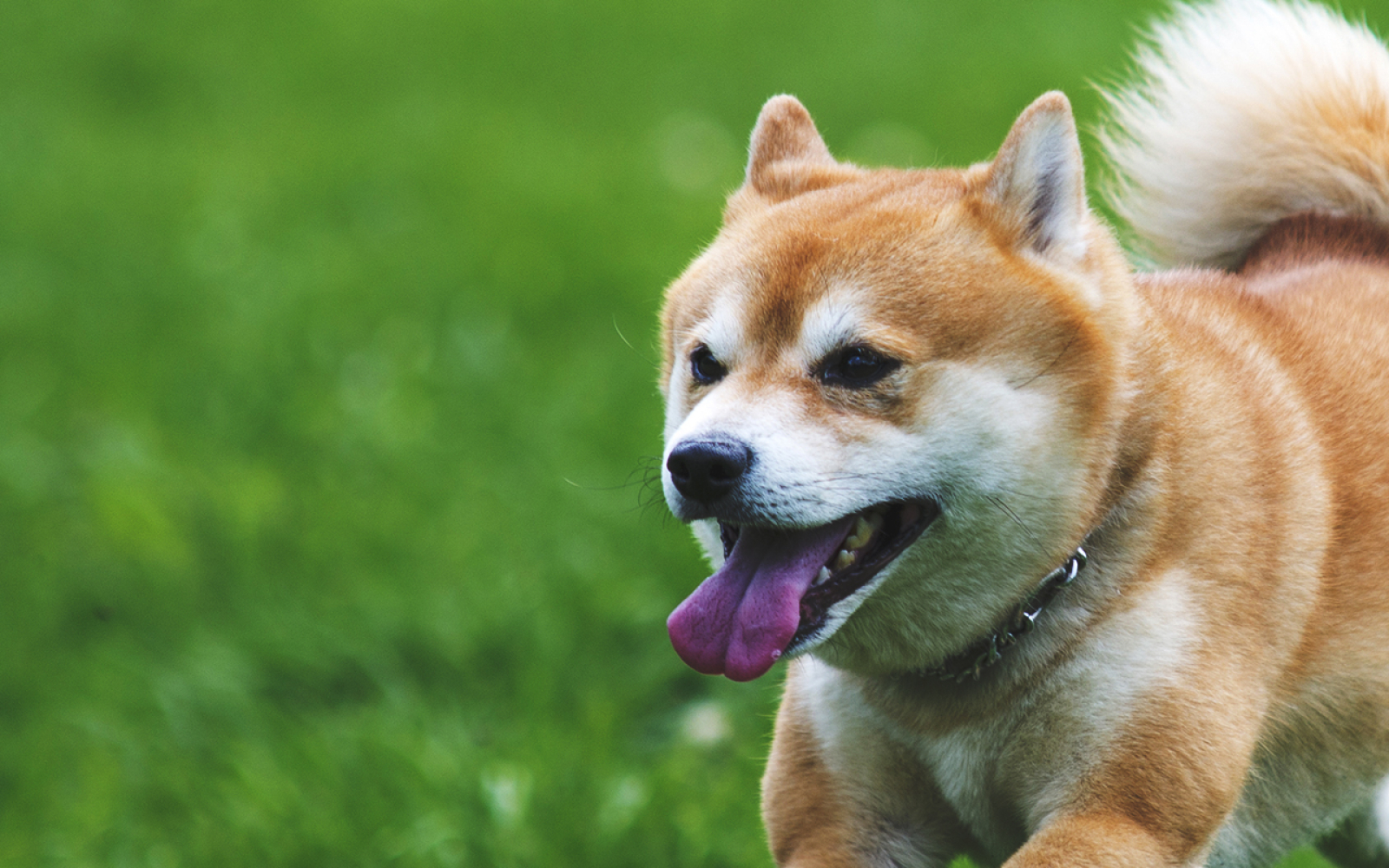 Major Trading Firm Accumulating SHIB Rival NEIRO