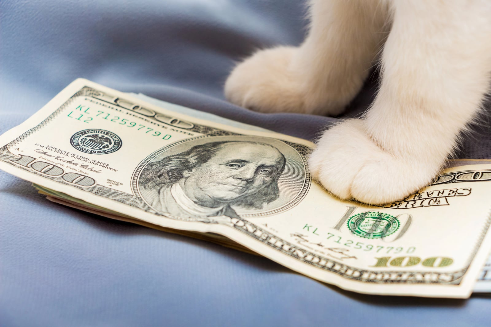 از 0.19 دلار تا 0.08 دلار: چرا توکن CashCat ویروسی دچار سقوط ناگهانی 60 درصدی شد – U.Today