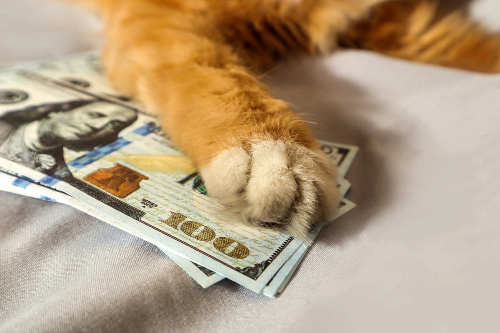 آیا بالاترین سود کش کت (CASHCAT) نهنگ می تواند معامله داخلی داشته باشد؟ 90٪ از فروش آنها دارای زمان بندی عالی بود – U.Today